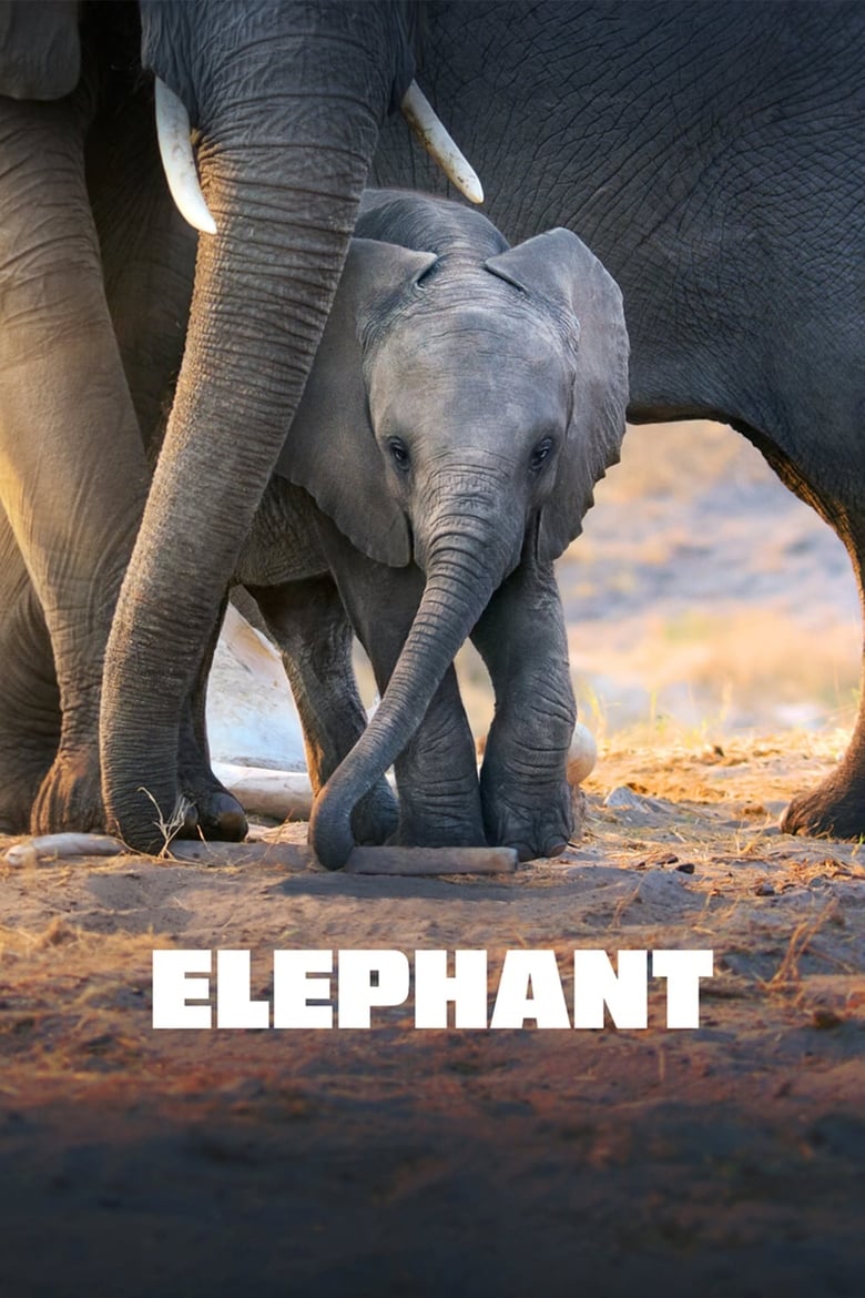 فيلم Elephant
